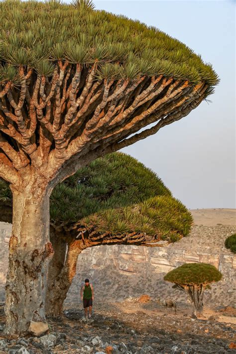 2024 Is it dangerous to visit Socotra?. - rabotagr.ru